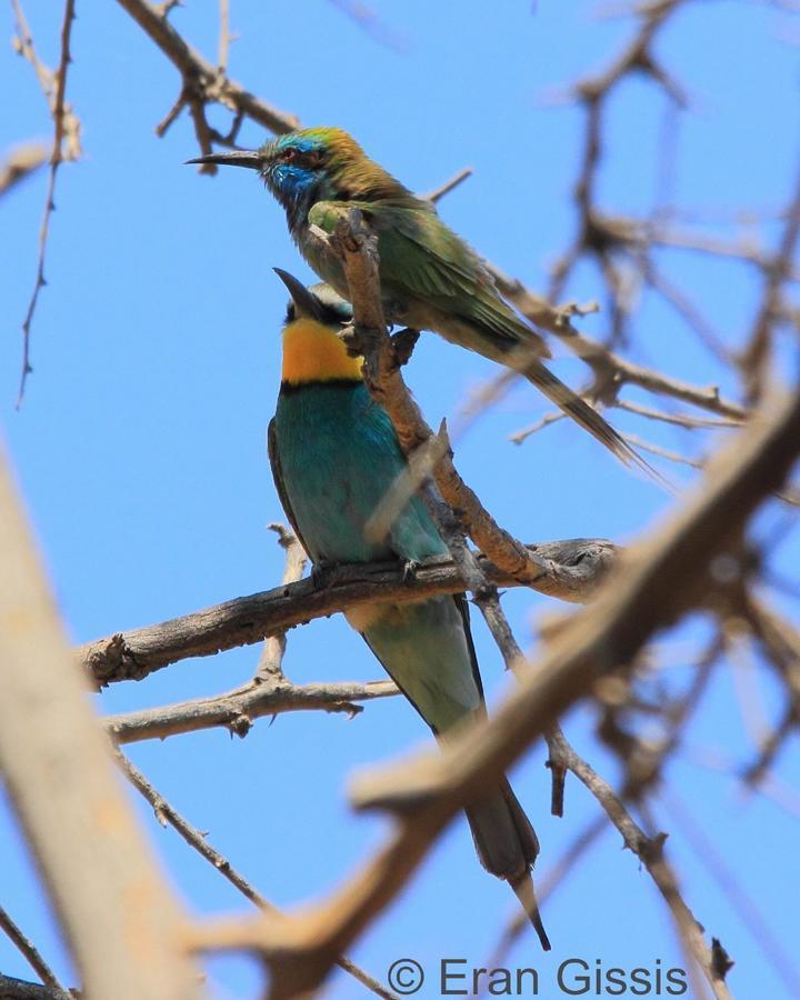 Jordan Valley Birding Lodge Kefar Ruppin Kültér fotó