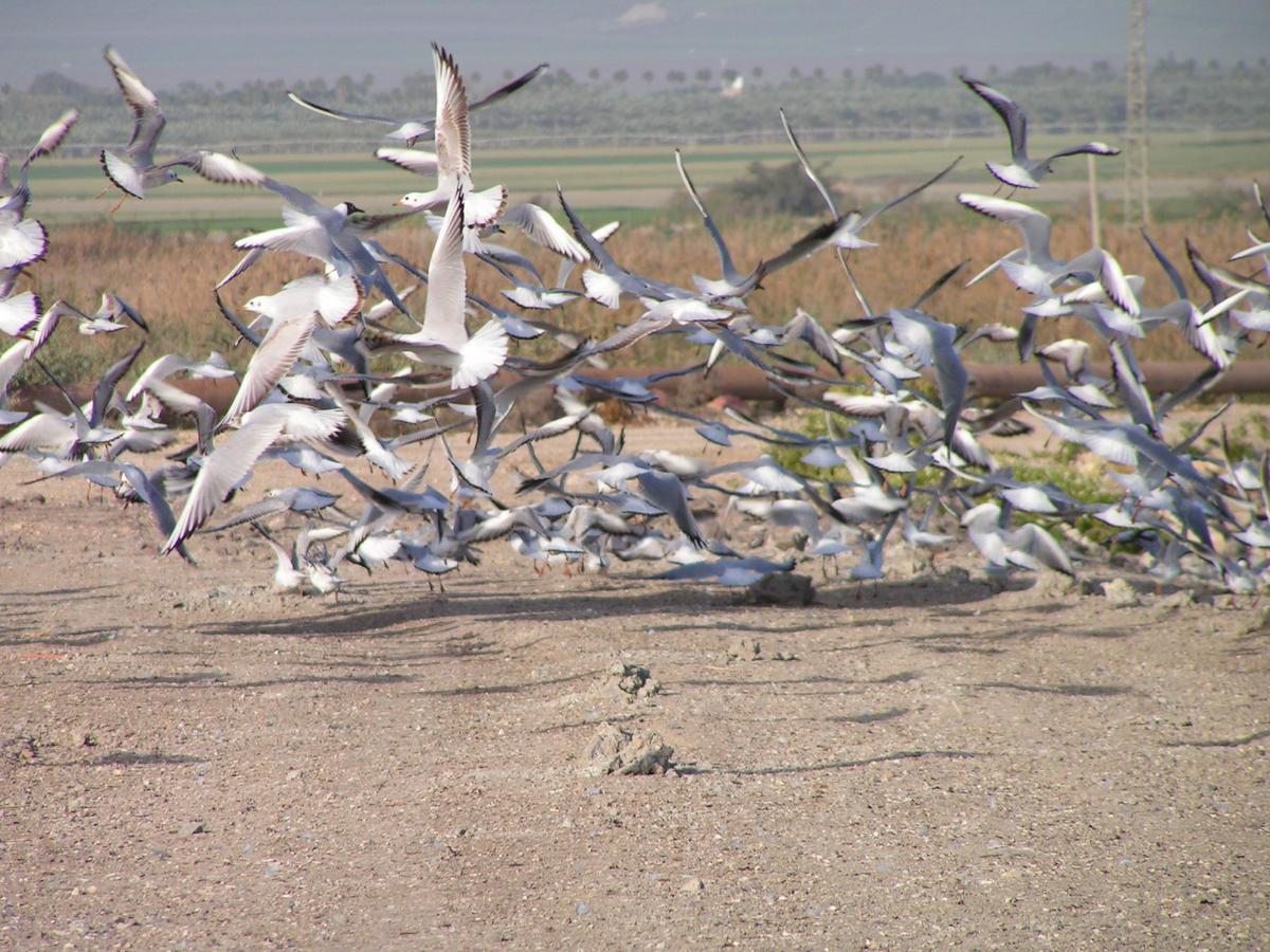 Jordan Valley Birding Lodge Kefar Ruppin Kültér fotó